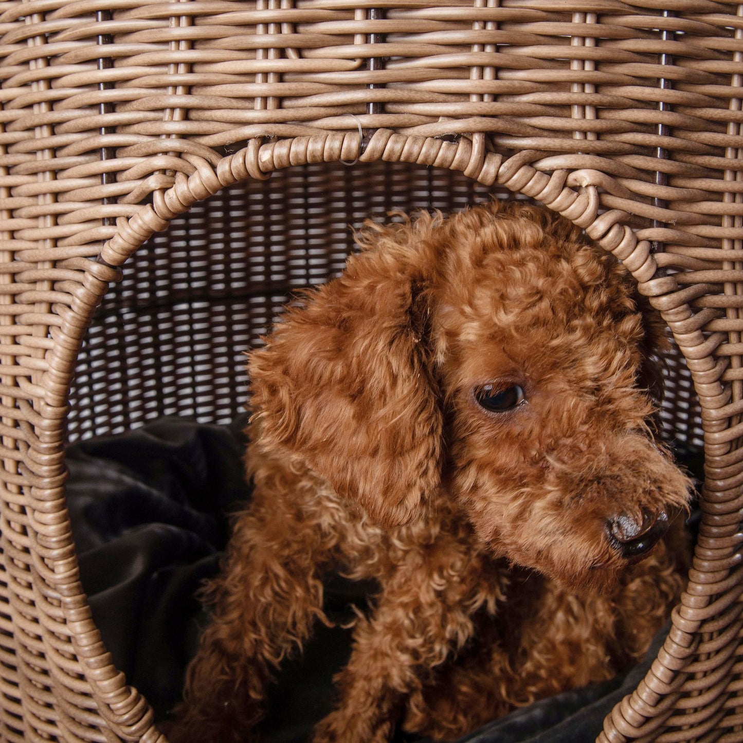 Cat/Dog Kennel