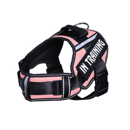 Pet in training harness